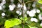 Beautiful emerald damselfly resting on a branch with wings in mo