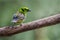 A beautiful emerald tanager