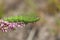 A beautiful Emperor moth Caterpillar, Saturnia pavonia, feeding on a heather plant.