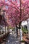 Beautiful Empty Sidewalk next to an Outdoor Dining Setup with Pink Flowering Trees at a Restaurant during Spring in Astoria Queens