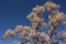 Beautiful and enchanting Tree with white leaves