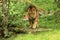 Beautiful endangered lion in captivity.