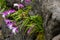 Beautiful endangered purple flower growing from behind the rock in the spring