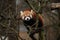Beautiful endangered red panda on a green tree.