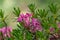 Beautiful endemic pink flowers Daphne arbuscula growing and blooming in rough conditions on rocks and rocky mountains.