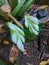 A beautiful and endemic white orchid flower bloom in a garden