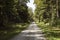 Beautiful endless gravel path leading through the Zutica forest, magnificent woods outside small town of Ivanic grad in Croatia,