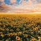 Beautiful endless sunflower field in summer sunset with fluffy clouds at the sky in background, Amazing vibrant countryside