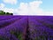 Beautiful English lavender filed in July