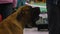 Beautiful English Mastiff standing near owner and barking, dog exhibition