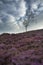 Beautiful English Peak District landscape of colorful heather during late Summer sunset with selective focus technique