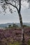 Beautiful English Peak District landscape of colorful heather during late Summer sunset with selective focus technique