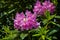 Beautiful english pink wild spring shrub flowers of azalea