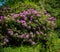 Beautiful english pink wild spring shrub flowers of azalea