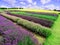 Beautiful English rainbow of lavender
