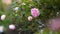 Beautiful english rose of David Austin. Summer in garden.