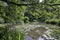 Beautiful English water garden in Summer.