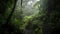 Beautiful environment of a rain forest