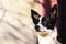 A beautiful and epic photo of a dog, a portrait of a basenji in the backyard with cool lighting