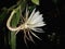Beautiful Epiphyllum oxypetalum or Night Queen.