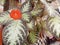 The Beautiful Episcia cupreata Flower