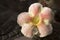 Beautiful Episcia cupreata flower in the morning