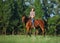 Beautiful equestrian girl bareback ride her horse in woods glade at sunset