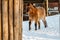 Beautiful Equus przewalskii caballus on a snowy road