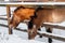 Beautiful Equus przewalskii caballus on a snowy road