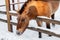 Beautiful Equus przewalskii caballus on a snowy road