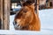 Beautiful Equus przewalskii caballus on a snowy road