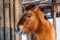 Beautiful Equus przewalskii caballus on a snowy road