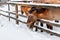 Beautiful Equus przewalskii caballus on a snowy road