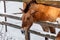 Beautiful Equus przewalskii caballus on a snowy road