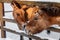 Beautiful Equus przewalskii caballus on a snowy road