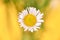 Beautiful Erigeron annuus flowers with white flower heads and yellow center, yellow background