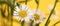 Beautiful Erigeron annuus flowers with white flower heads, yellow center, yellow banner background