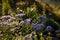 Beautiful erigeron flowers in flowerbed in sunlight. Springtime blossom, gardening concept