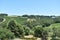 Beautiful Estate vineyard view at winery, rolling landscape Windsor, Sonoma County, California