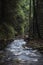 Beautiful ethereal style landscape image of small brook flwoing through pine trees in Peak District in England