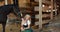 Beautiful ethnic blonde in slavic sundress smiling at black horse in stable