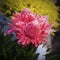 Beautiful etlingera flower