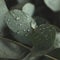 Beautiful eucalyptus leaves with water drops, close up