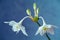 Beautiful Eucharis, the English name Amazon lily, flower close up against blue background