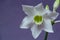Beautiful Eucharis, the English name Amazon lily, flower close up against blue background