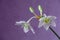 Beautiful Eucharis, the English name Amazon lily, flower close up against purple background