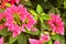 Beautiful Euphorbia Pulcherrima Pink Leaves Garden