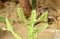 Beautiful Euphorbia Trigona Cactus in A Garden