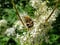 Beautiful Eurasian bee beetle Trichius fasciatus covered in yellow pollen on plant with white flowers