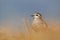 Beautiful Eurasian dotterel Charadrius morinellus